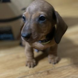 Dachshund Puppies from Wee-Lil Miniature Dachshunds