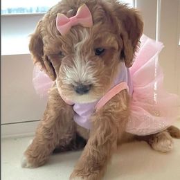 Goldendoodle Puppies from Honeybear Doodles