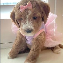 Goldendoodle Puppies from Honeybear Doodles