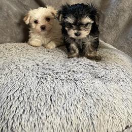 Linda - Black & tan tri-color female Morkie puppy in Taylorsville, North Carolina from Mountain Top Hot Tailz