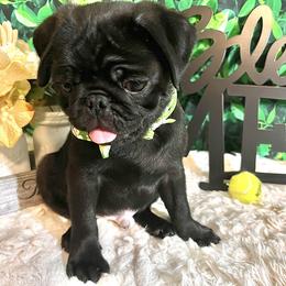 Pug Puppies from Show Stoppers! Lindsay’s Cenla Pugs! Genetic Perfection!