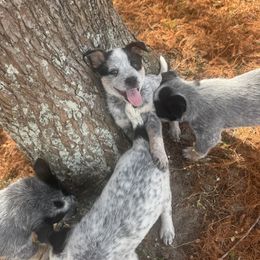 Girl 5 - Blue female Australian Cattle Dog puppy in Ocala, Florida from Mayhem Ranch