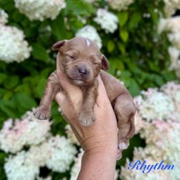 Rhythm - Red male Cavapoo puppy in Midland, Michigan from Northern Charm Farm