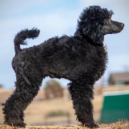 Lark - Black male Poodle puppy in Peyton, Colorado from Fuzzybottoms Ranch LLC