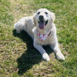 Golden Retriever All Grown Up from Alfalfa Lane Adventures