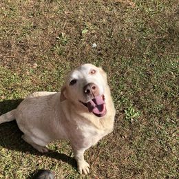 Lannie - Dilute Retriever