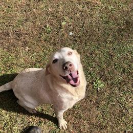 Lannie - Dilute Retriever