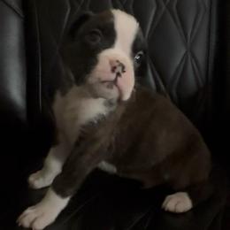 Brindle boy with big stipe - Brindle male Boxer puppy in Graham, Washington from Precious Paws Boxer puppies in WA