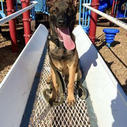 Belgian Malinois, German Shepherd, and Working Dog Cross Puppies from Laeknir K9