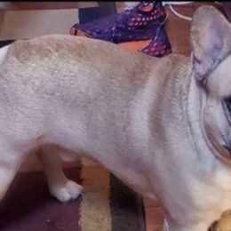 Boxers and French Bulldogs from Infinity Boxer’s n Infinity French Bulldog’s Von Helm