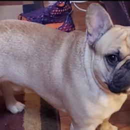 Boxers and French Bulldogs from Infinity Boxer’s n Infinity French Bulldog’s Von Helm