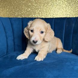 Archie - Cream male Dachshund puppy in New Albany, Mississippi from Double A. Doxies