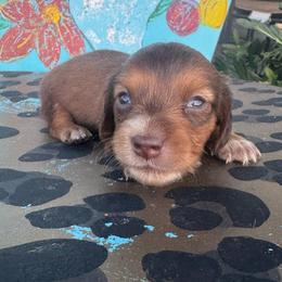 Chocolate based red female - Red female Dachshund puppy in Hawley, Texas from Foxy’s Dachshunds & Toy Aussies