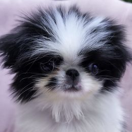 McKay - Black and white male Japanese Chin puppy in Johnson City, Tennessee from Erin & Friends Japanese Chin