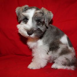 Miniature Schnauzer Puppies from Parti-Tyme Miniature Schnauzers