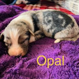 Opal - Blue merle female Australian Shepherd puppy in Charlotte, North Carolina from Awesome Aussies