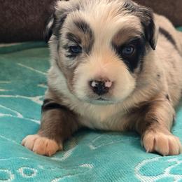 S'mores - Blue merle female Miniature Australian Shepherd puppy in Boonville, New York from Amy & Dan's Awesome Aussies