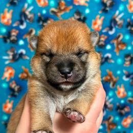 Tails - Red male Shiba Inu puppy in Marshall, Minnesota from Tobitatsu Shiba Inu