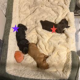 Opal - Black and tan female Dachshund puppy in St Johns, Arizona from Glamorous Doxies