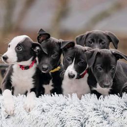 Border Collies and Sporty Mixes from Vintage Border Collies