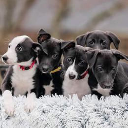 Border Collies and Sporty Mixes from Vintage Border Collies