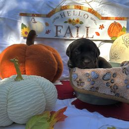 Blue collar - Chocolate male Labrador Retriever puppy in Cortez, Colorado from Aloha Lab Pups of SW Colorado
