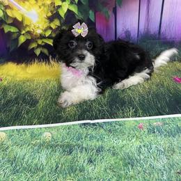 Kiara - Black & tan tri-color female Morkie puppy in Davie, Florida from Sweet Peluditos