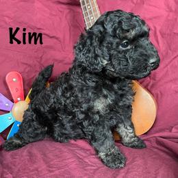 Kim - Black and white female Bernedoodle puppy in Spring Valley, Wisconsin from Filipiak Breeders