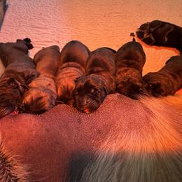 Newborn - Apricot female Mastiff puppy in Carthage, Missouri from Mama’s Mastiffs
