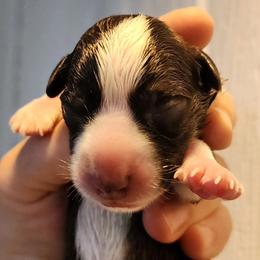 Brindle Boy - Brindle and white male Cardigan Welsh Corgi puppy in Winston, Oregon from There and Back Again Corgis