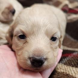 Wendy - Cream female Dachshund puppy in Cypress, Texas from Cypress Dachshunds