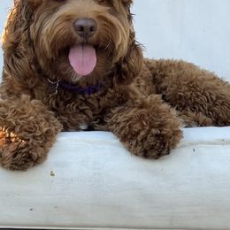 Rosie - Australian Labradoodle