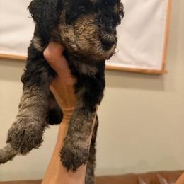 Black - Tri-color male Labradoodle puppy in Shingle Springs, California from California Double Doodles