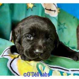 Hagrid - Black male Labrador Retriever puppy in Sullivan, Missouri from O’Dell Labs
