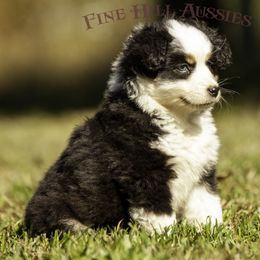 Miniature American Shepherd, Miniature Australian Shepherd, and Toy Australian Shepherd Puppies from Fine Hill Aussies