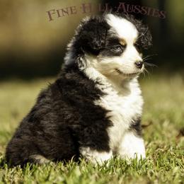 Miniature American Shepherd, Miniature Australian Shepherd, and Toy Australian Shepherd Puppies from Fine Hill Aussies