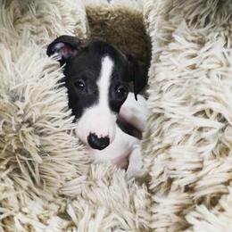 Italian Greyhound Puppies from F&M Italian Greyhounds