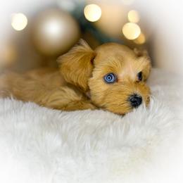 Auren - Wheaten female Miniature Schnauzer puppy in Dorr, Michigan from Enchanted Paws