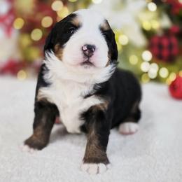 Harry - Black tan and white male Bernese Mountain Dog puppy in Elk Ridge, Utah from Sugarplum Bernese