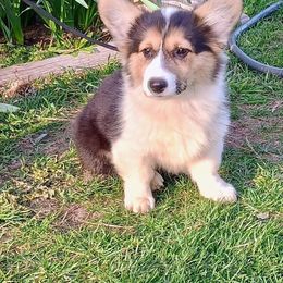 Asa - Black and tan Pembroke Welsh Corgi puppy in Ellensburg, Washington from Faery Mount Farm