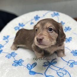 Stanley - Chocolate and cream male Dachshund puppy in Oklahoma City, Oklahoma from OkieDoxieland Dachshunds