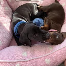 Doberman Pinscher Puppies from Haus of Hound