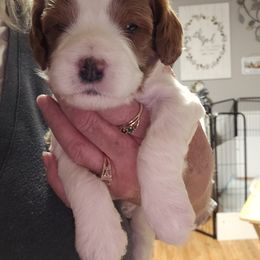 Assorted Doodle Crosses, Cavapoo, and Goldendoodle Puppies from Debbie's Puppies