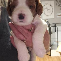 Assorted Doodle Crosses, Cavapoo, and Goldendoodle Puppies from Debbie's Puppies