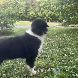 “Petunia” - Black Australian Shepherd puppy in Yadkinville, North Carolina from Gold Leaf Farm & Kennels