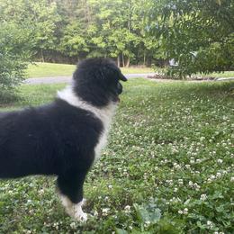 “Petunia” - Black Australian Shepherd puppy in Yadkinville, North Carolina from Gold Leaf Farm & Kennels