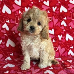 Cutie - Buff female Cockapoo puppy in Klingerstown, Pennsylvania from Schaible Family Puppies