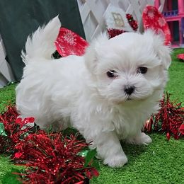 Duncan - White male Maltese puppy in Aurora, Missouri from KnJ Precious Paws LLC