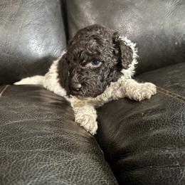 Okra - Chocolate male Labradoodle puppy in Somerset, California from Annie’s Animals