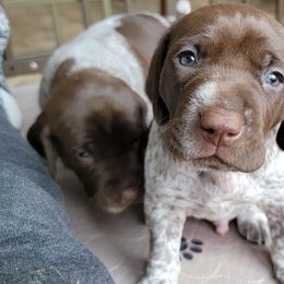 German Shorthaired Pointers from Country-Side Breeders